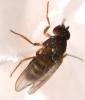 Drosophila hydei